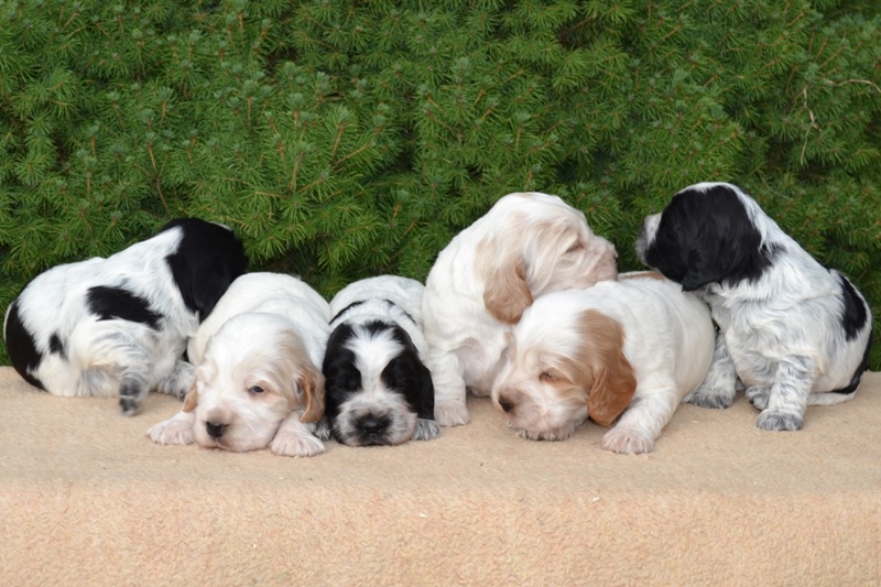 20-Janet, Jambo, Just, Jantar, Jessi, Janie.JPG